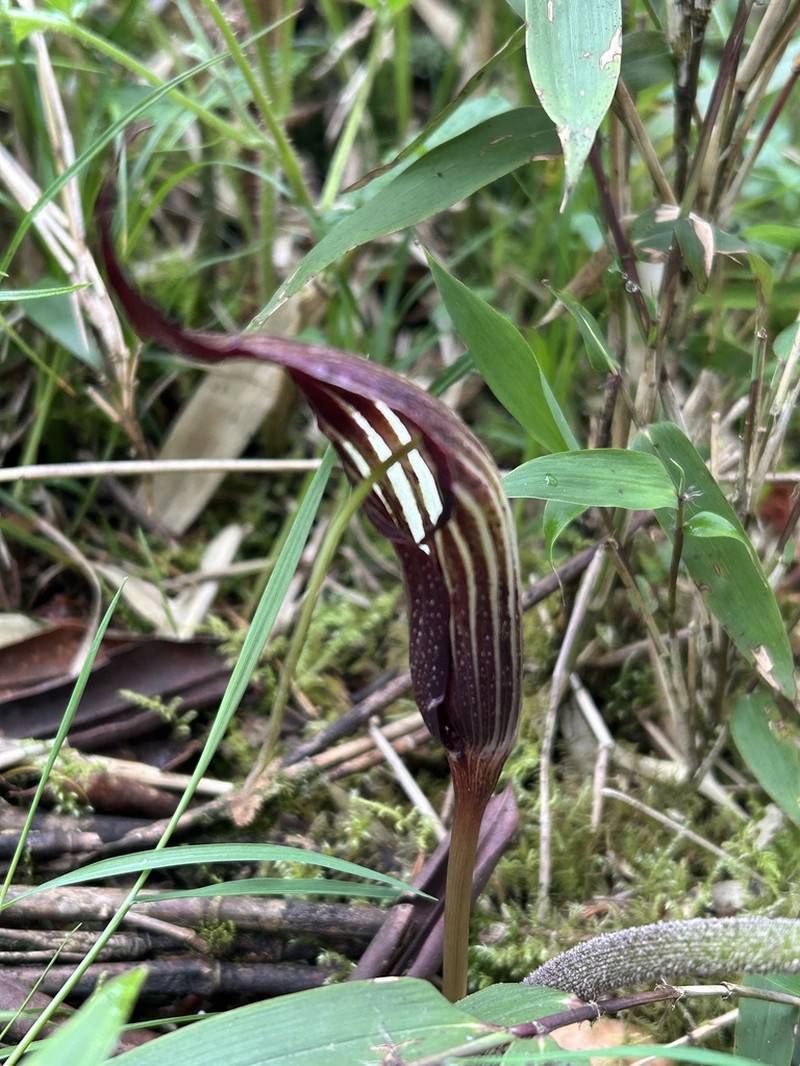Arisaema parvum