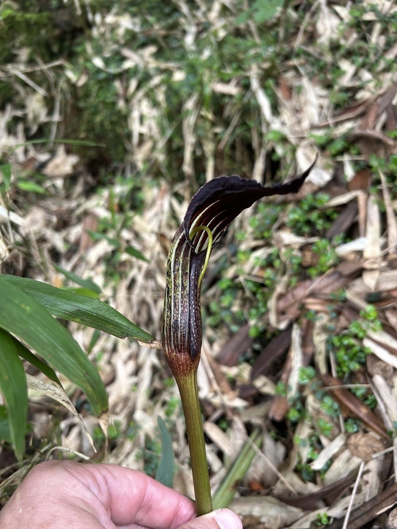 Arisaema parvum photo 2