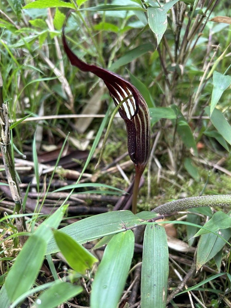 Arisaema parvum photo 3
