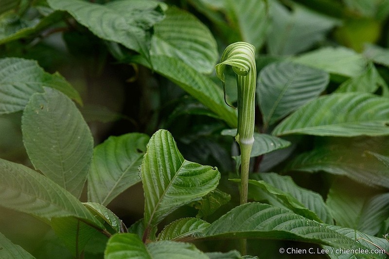 Arisaema peltatum