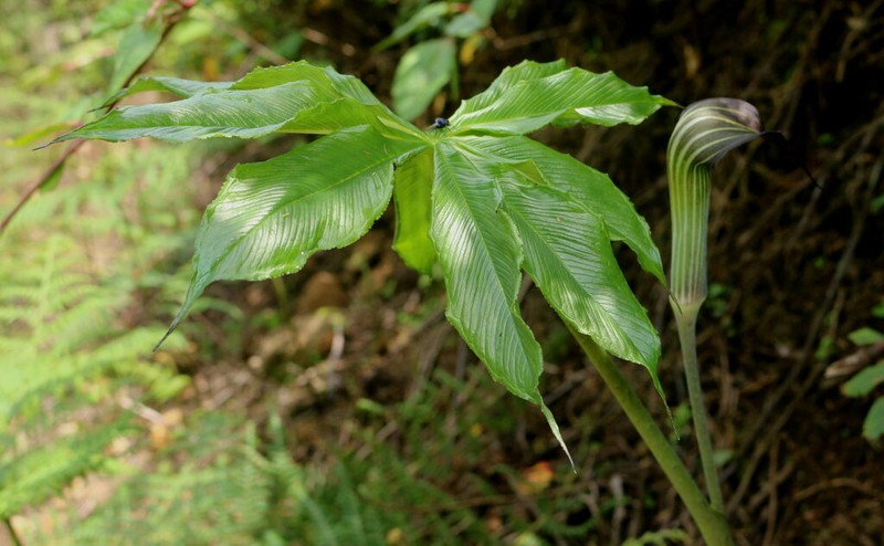 Arisaema peltatum photo 4