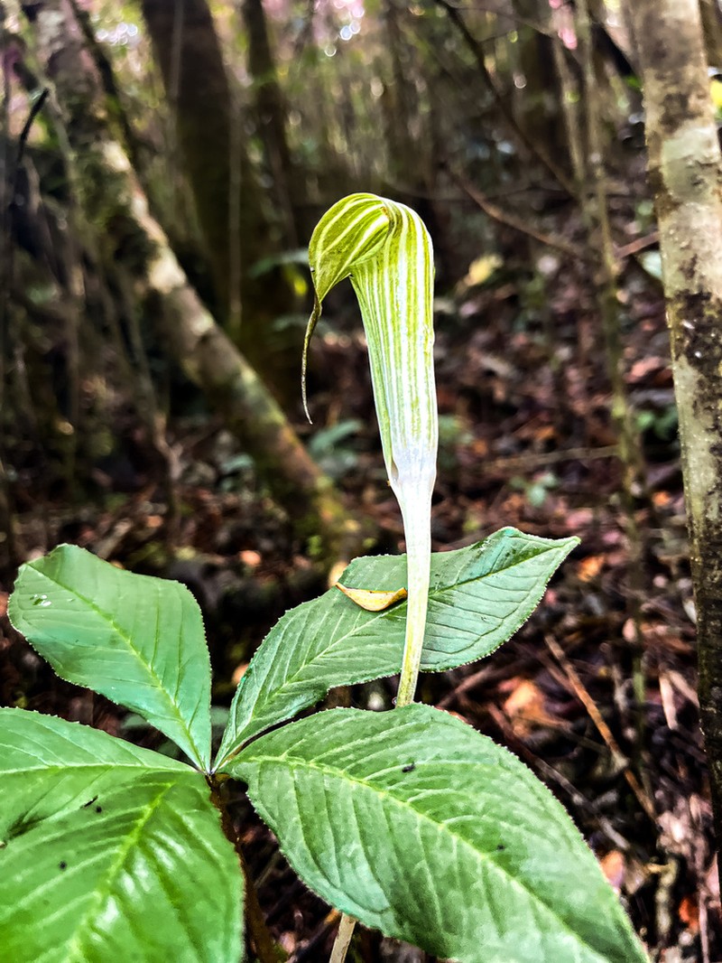 Arisaema peltatum photo 5