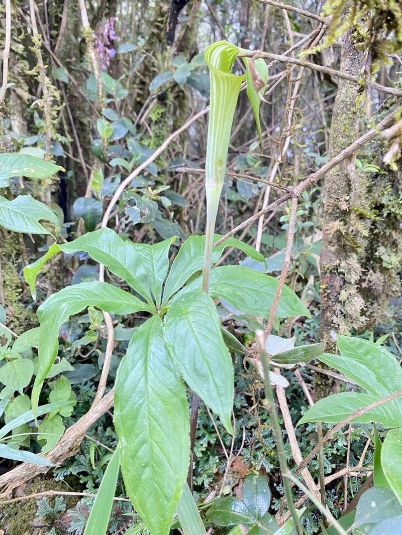 Arisaema peltatum photo 6