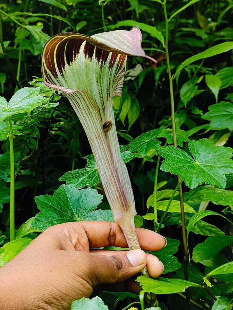 Arisaema peltatum photo 7