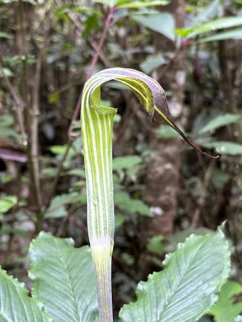 Arisaema peltatum photo 8