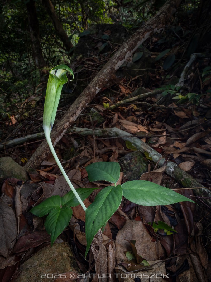 Arisaema penicillatum