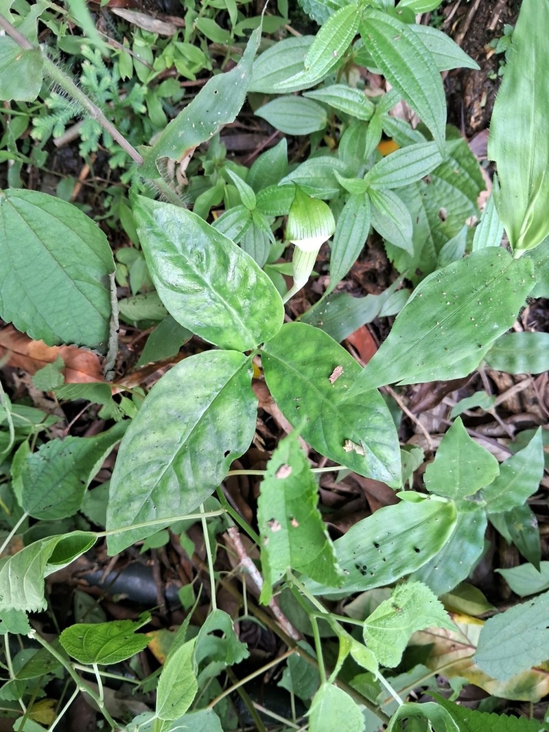 Arisaema penicillatum photo 2