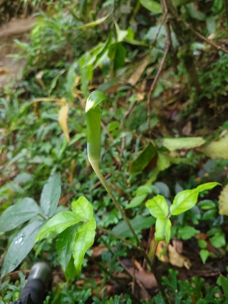 Arisaema penicillatum photo 3