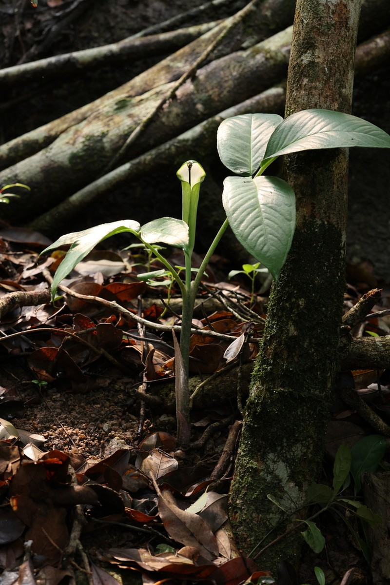 Arisaema penicillatum photo 4