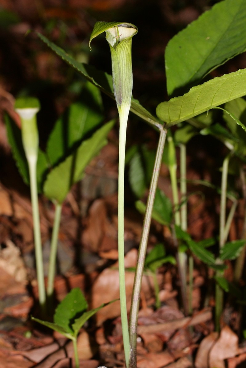 Arisaema penicillatum photo 5
