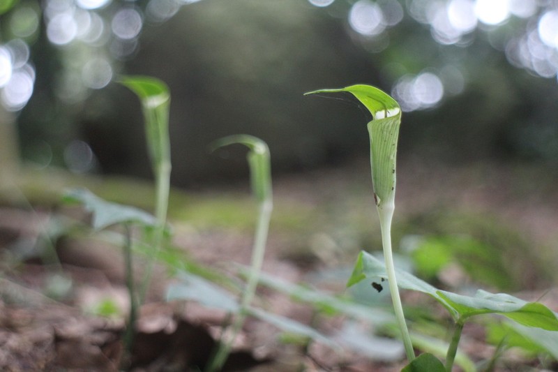 Arisaema penicillatum photo 6