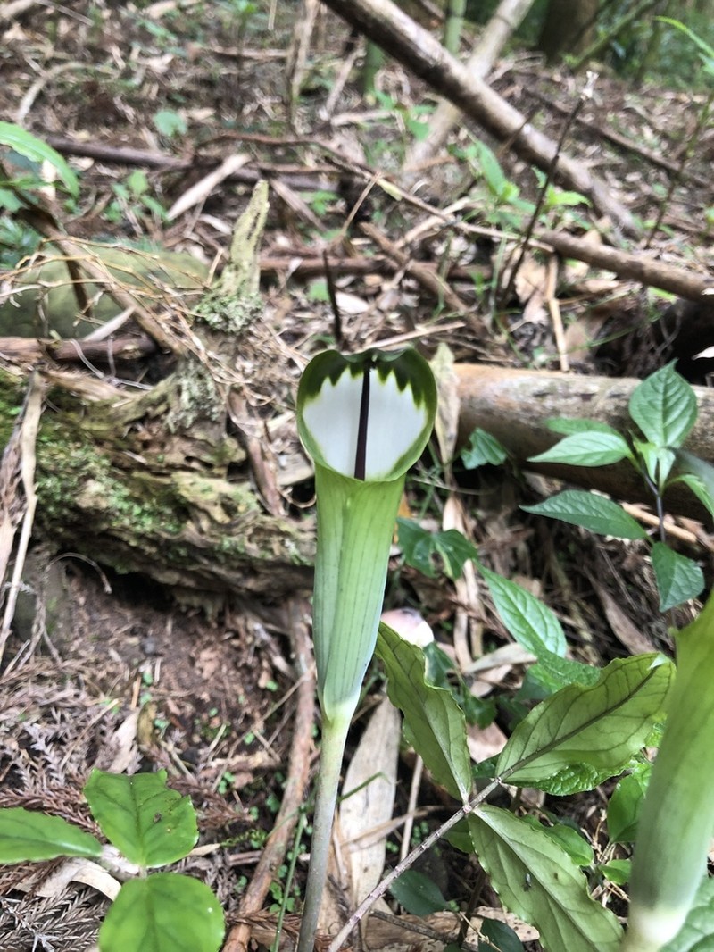 Arisaema penicillatum photo 7