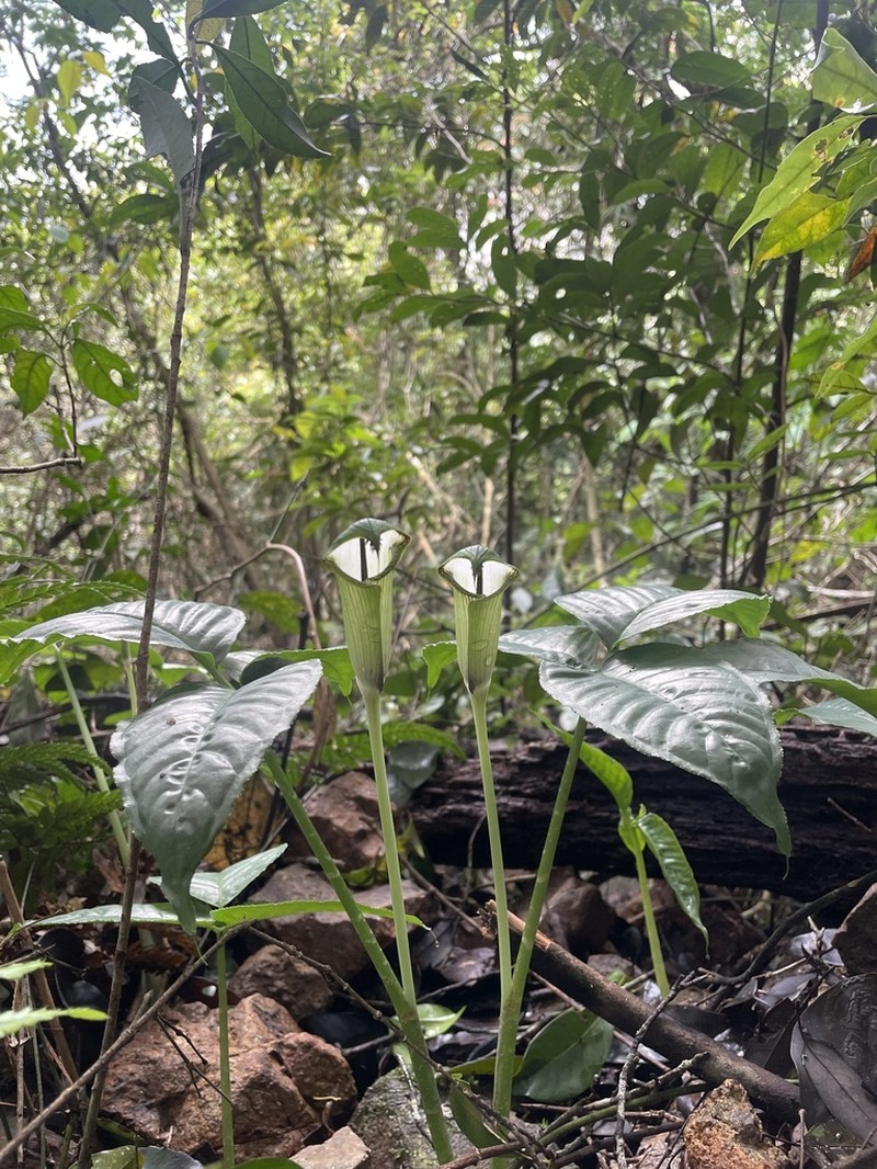Arisaema penicillatum photo 8