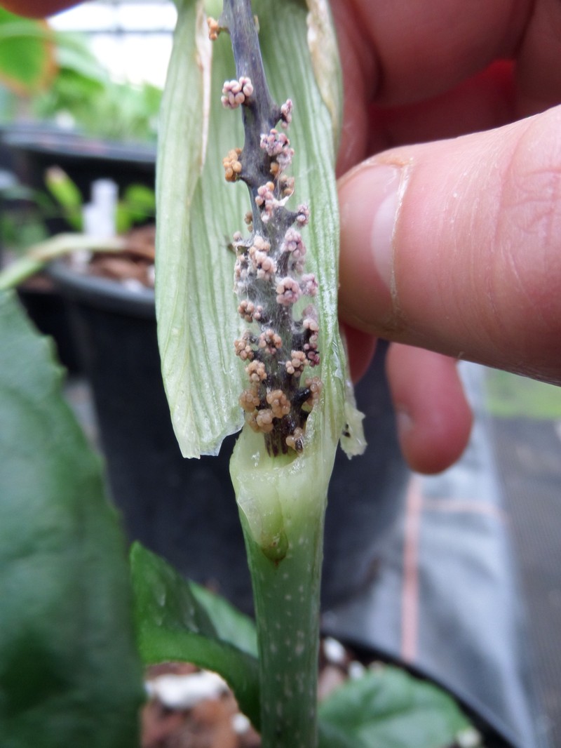 Arisaema petelotii