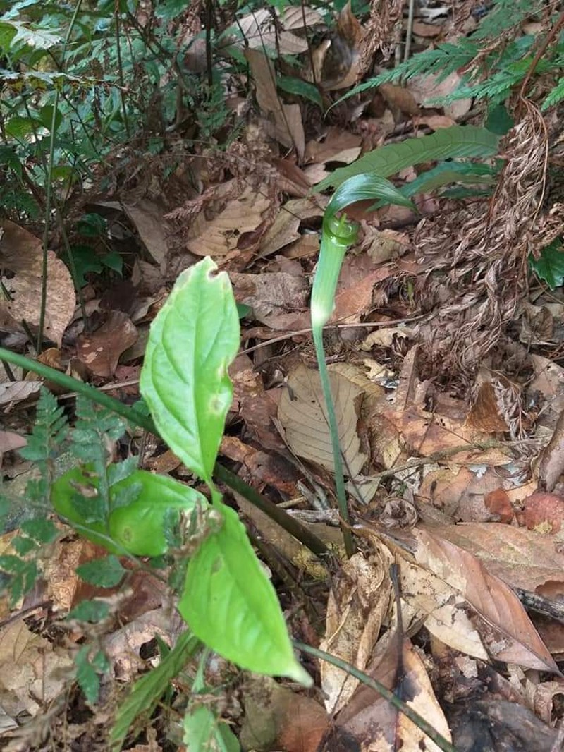 Arisaema petiolulatum photo 4