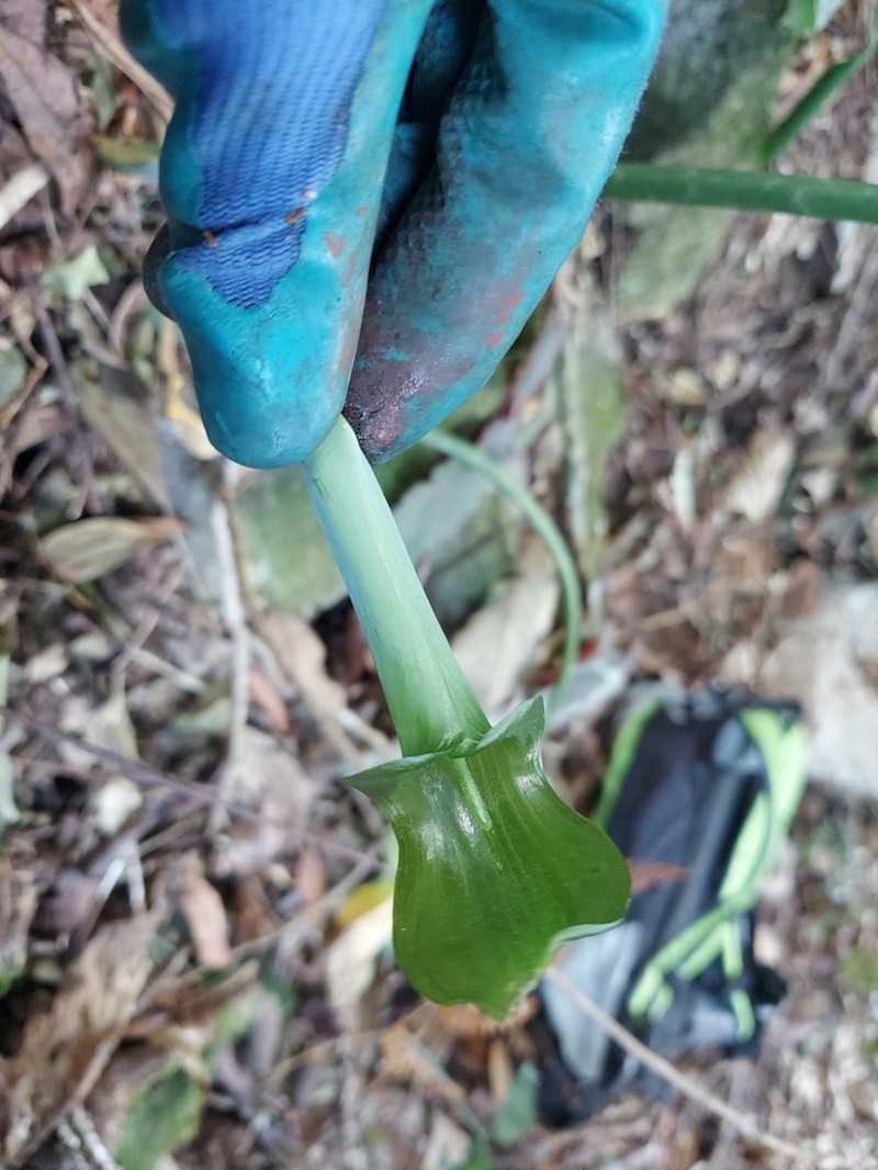 Arisaema petiolulatum photo 5