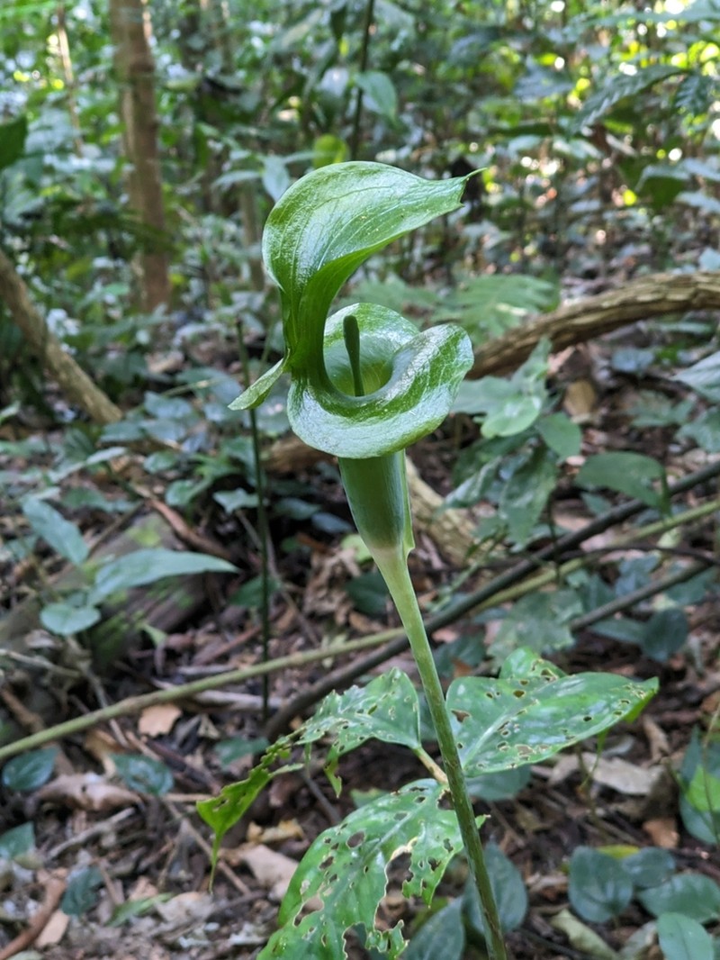 Arisaema petiolulatum