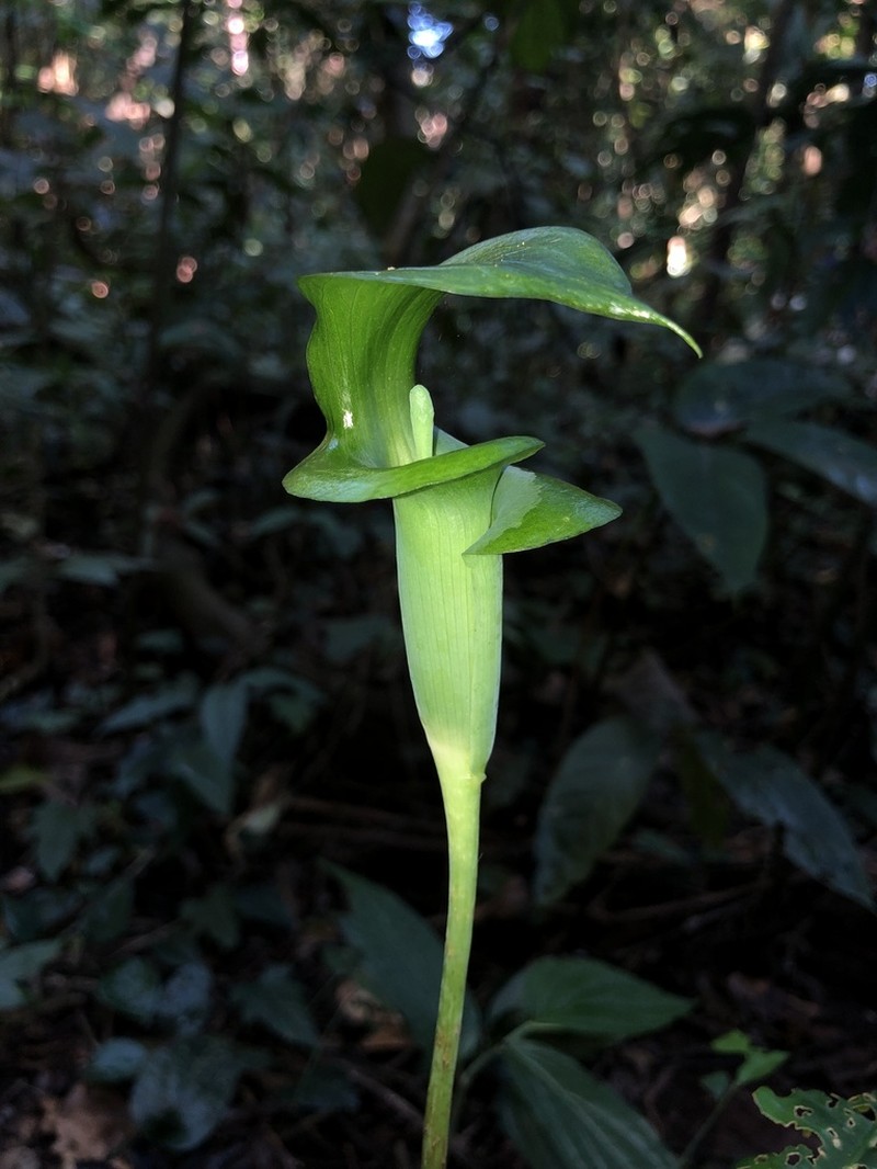 Arisaema petiolulatum photo 2