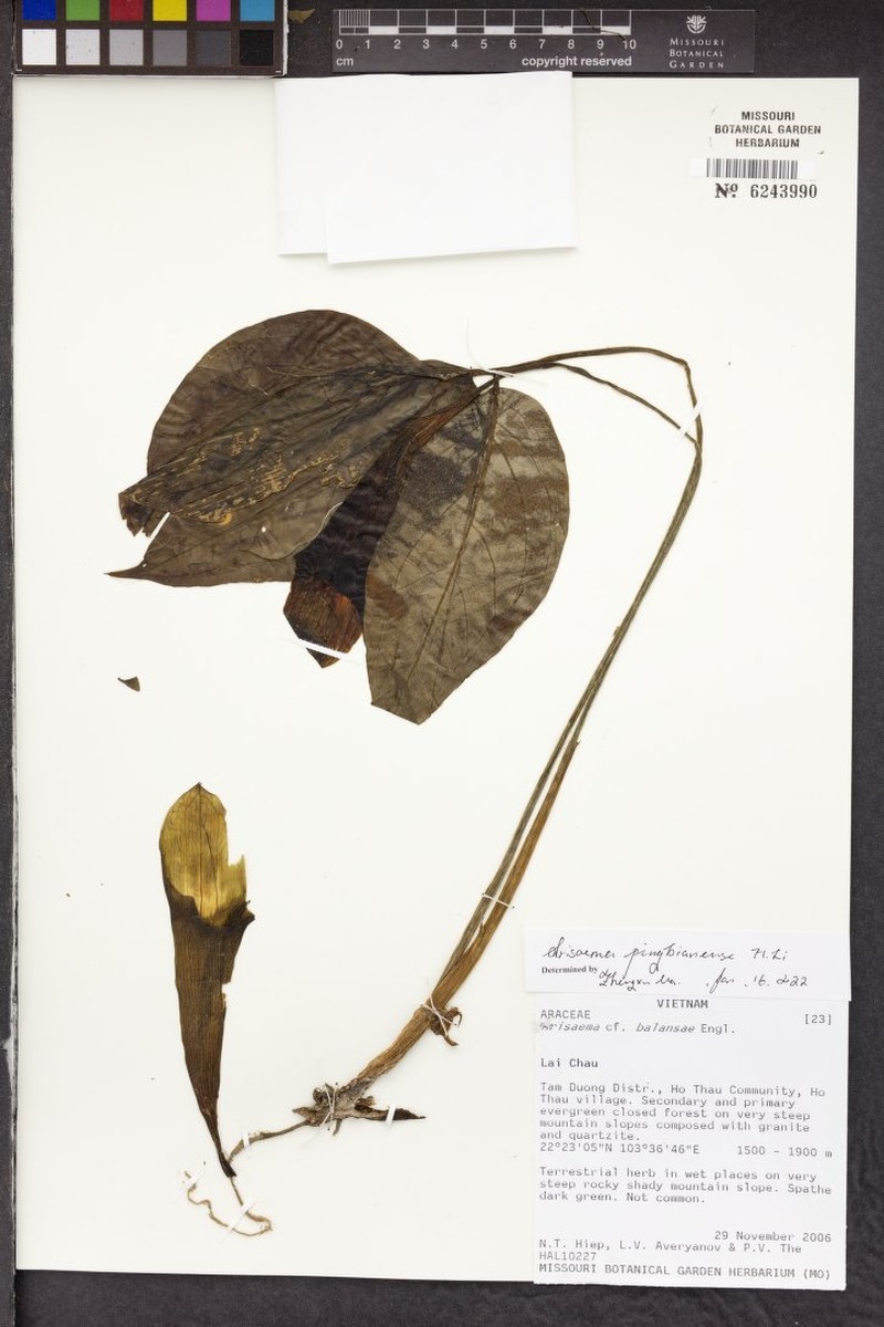 Arisaema pingbianense