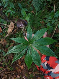 Arisaema polyphyllum