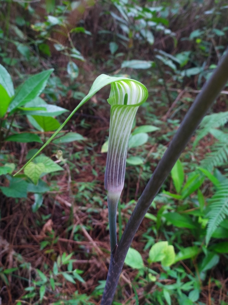 Arisaema polyphyllum photo 2