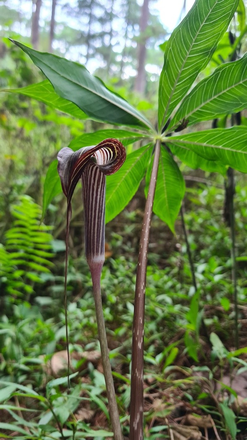 Arisaema polyphyllum photo 3