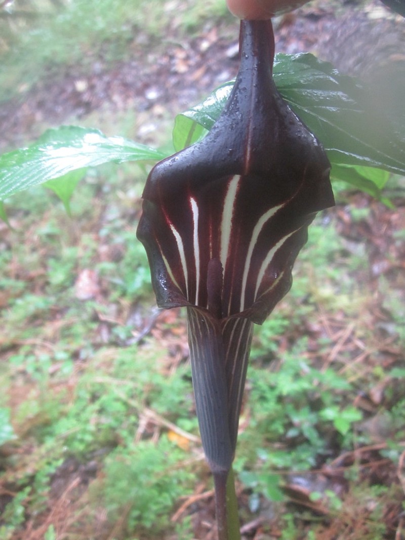 Arisaema polyphyllum photo 4