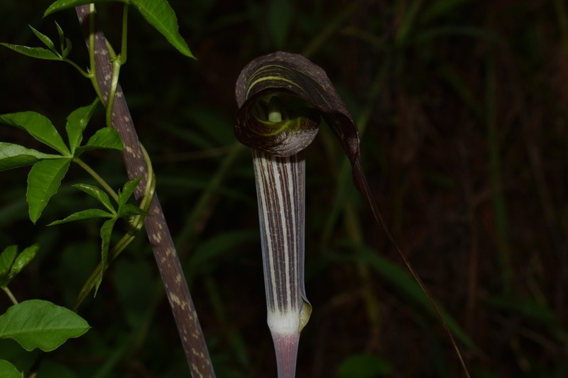 Arisaema polyphyllum photo 5