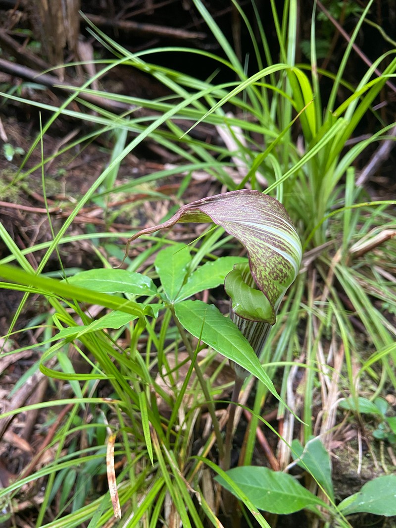 Arisaema polyphyllum photo 6