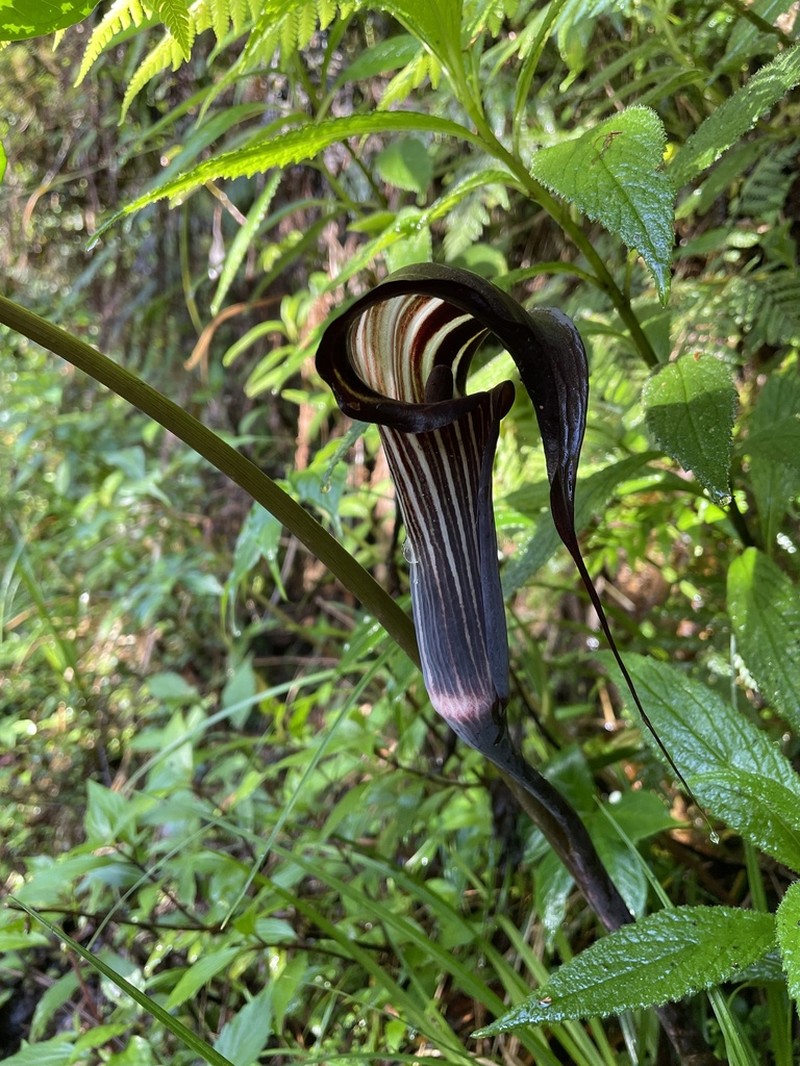 Arisaema polyphyllum photo 8