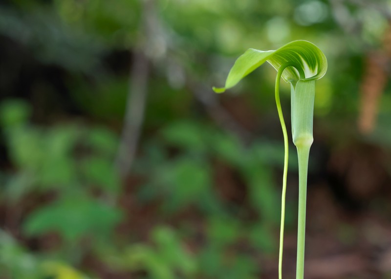 Arisaema prazeri photo 4