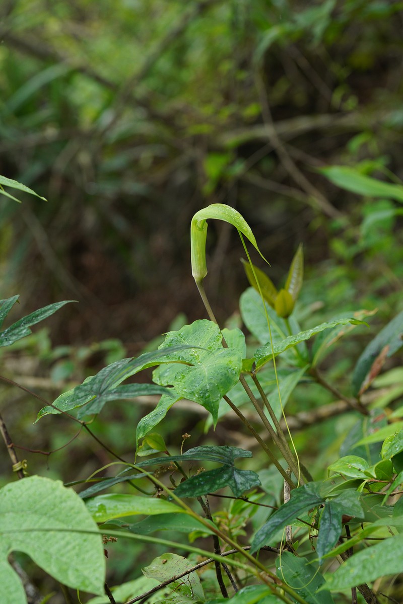 Arisaema prazeri photo 5