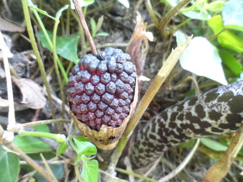 Arisaema propinquum