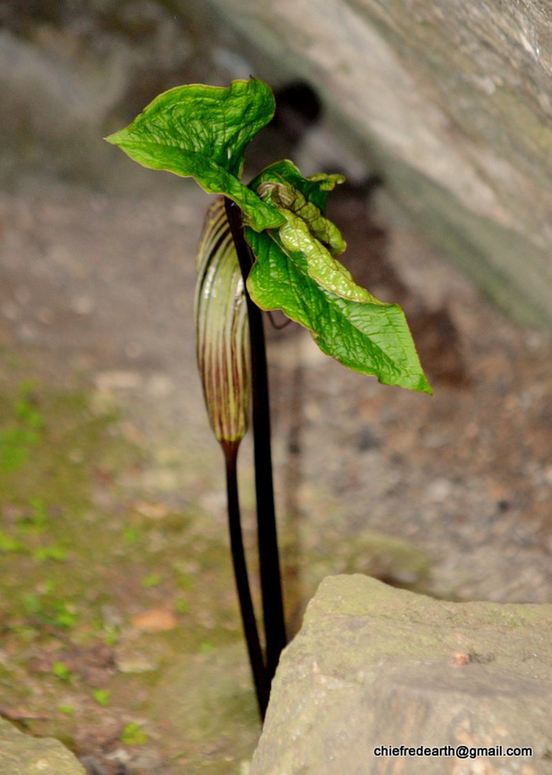 Arisaema propinquum photo 2