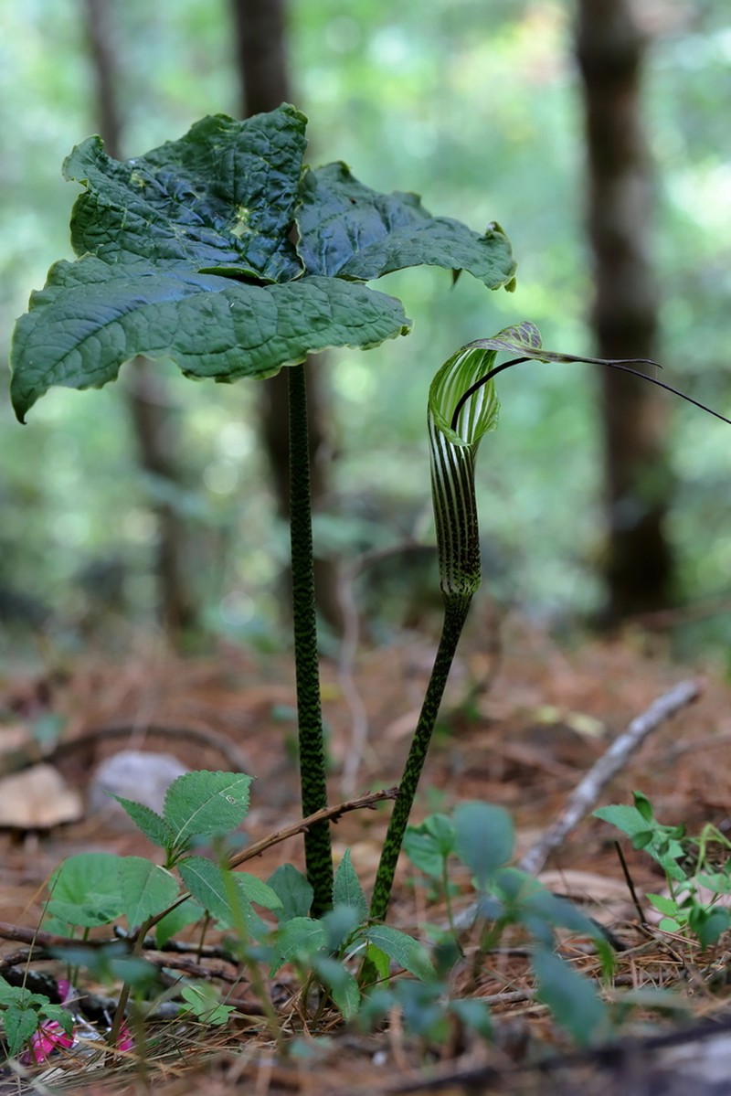 Arisaema propinquum photo 3