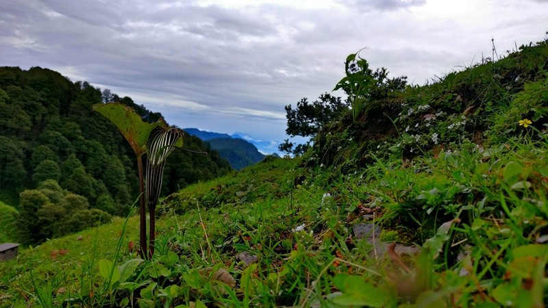 Arisaema propinquum photo 4