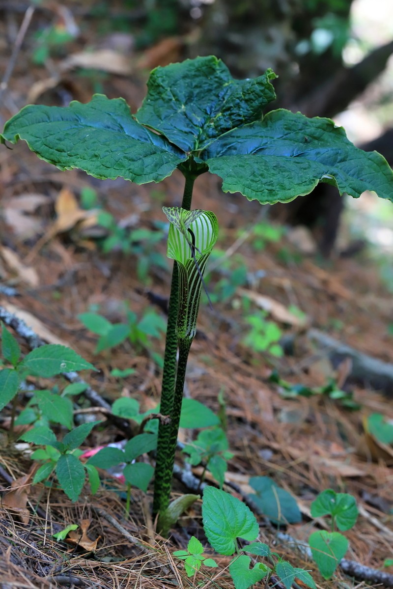 Arisaema propinquum photo 5
