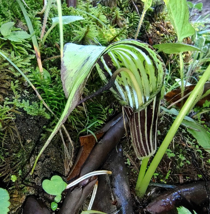 Arisaema propinquum photo 6
