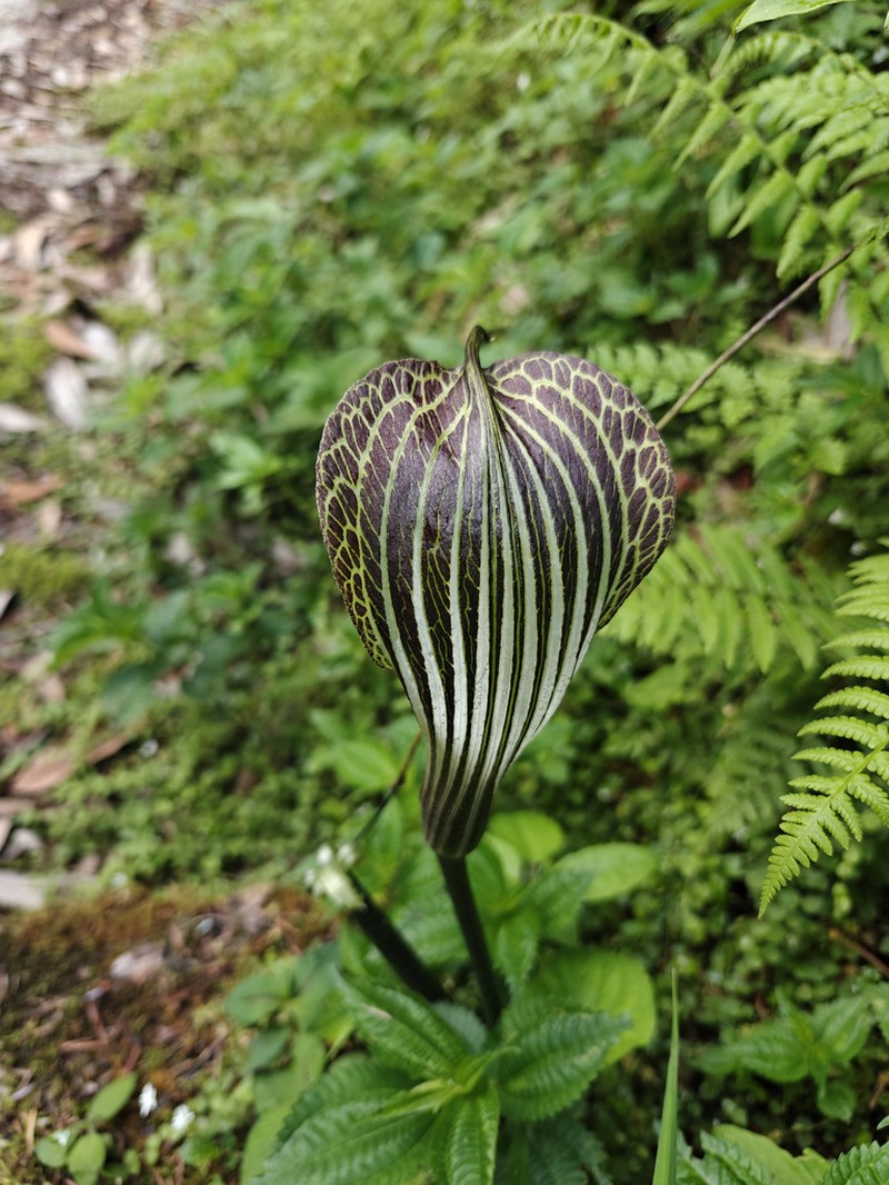 Arisaema propinquum photo 7