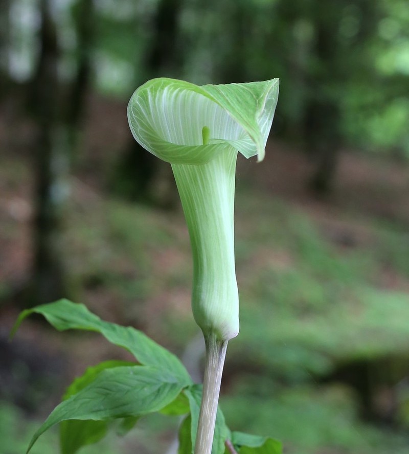 Arisaema pseudoangustatum photo 2