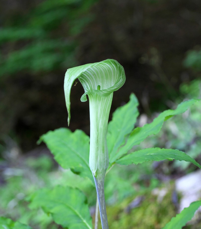 Arisaema pseudoangustatum photo 3