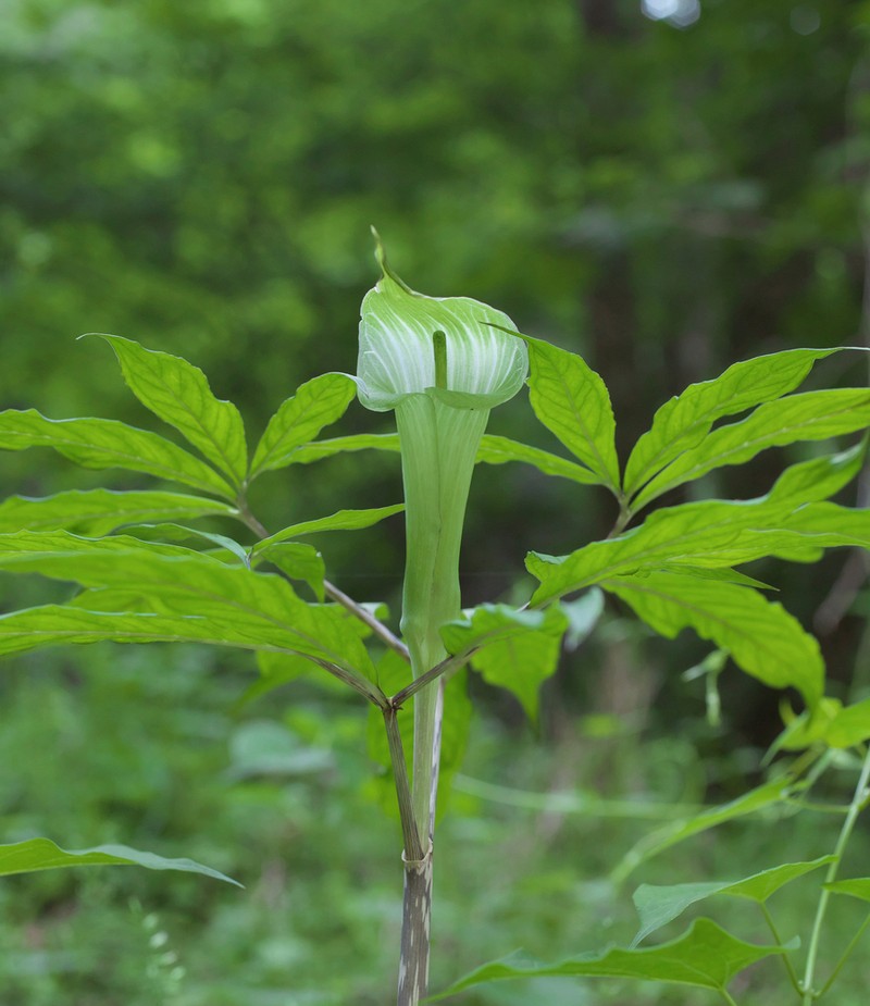 Arisaema pseudoangustatum photo 4