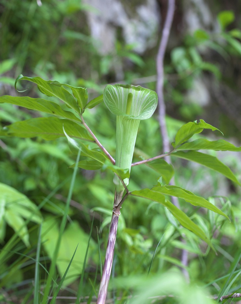 Arisaema pseudoangustatum photo 5