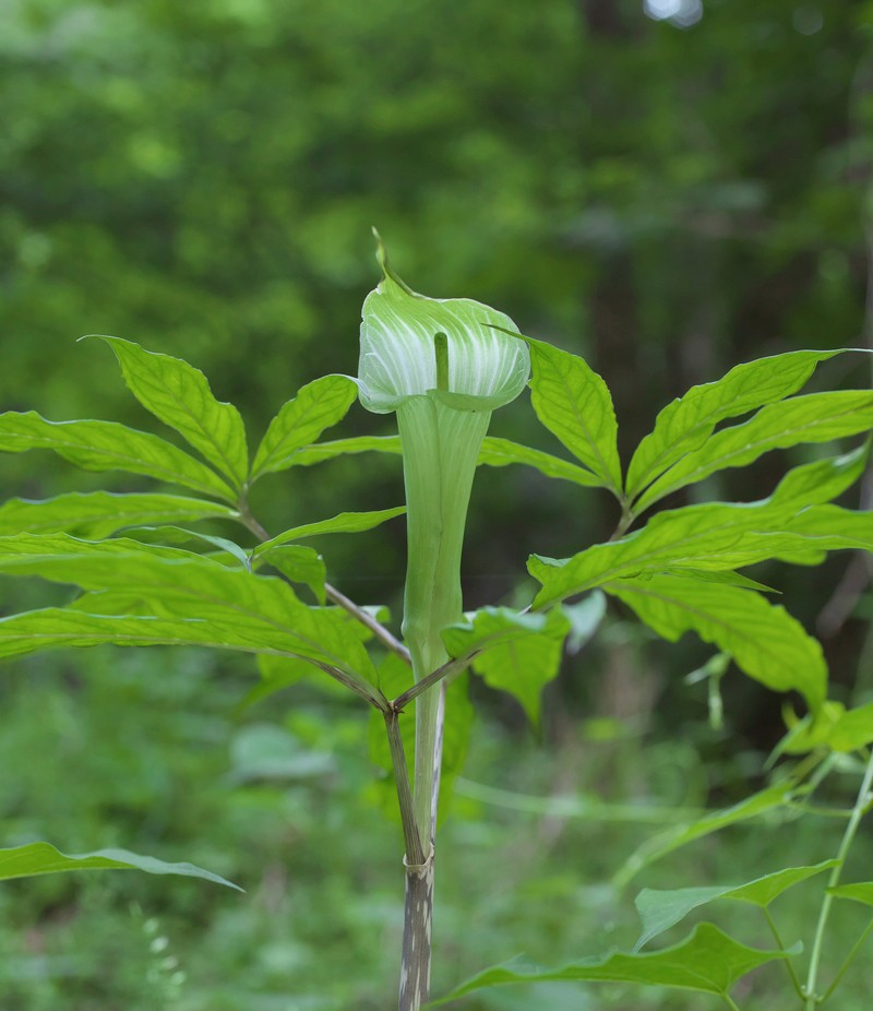 Arisaema pseudoangustatum photo 6
