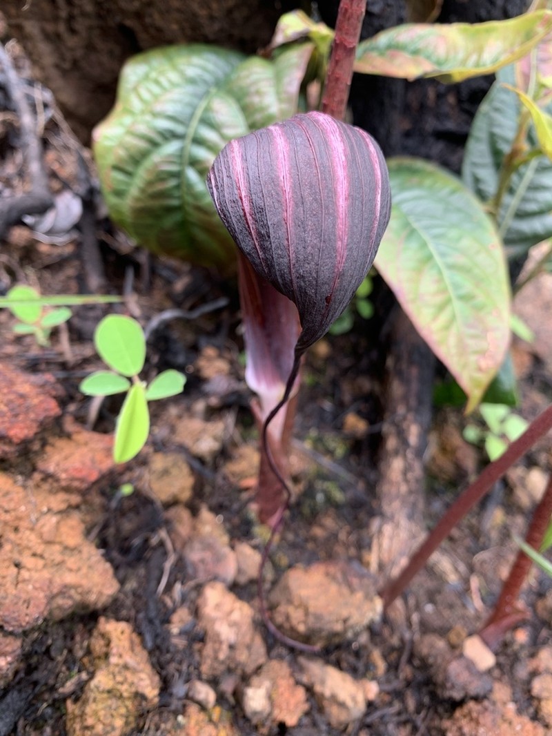 Arisaema psittacus