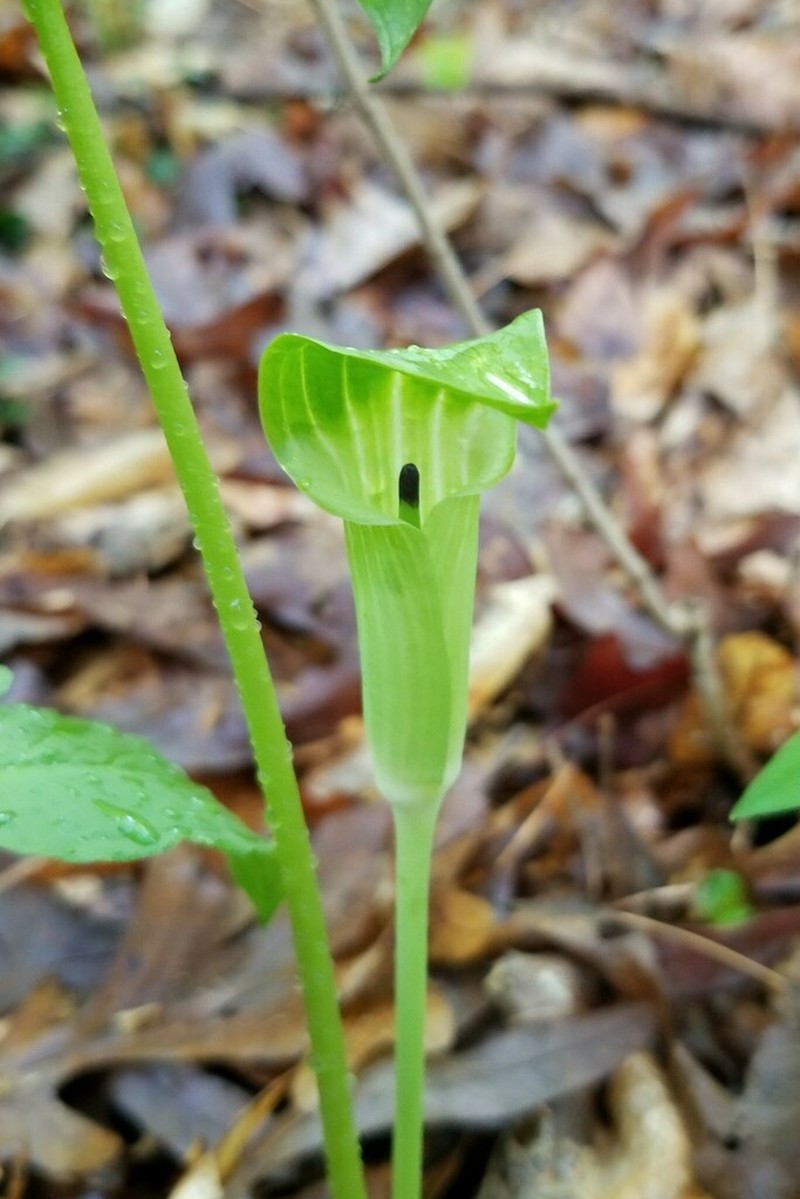 Arisaema pusillum