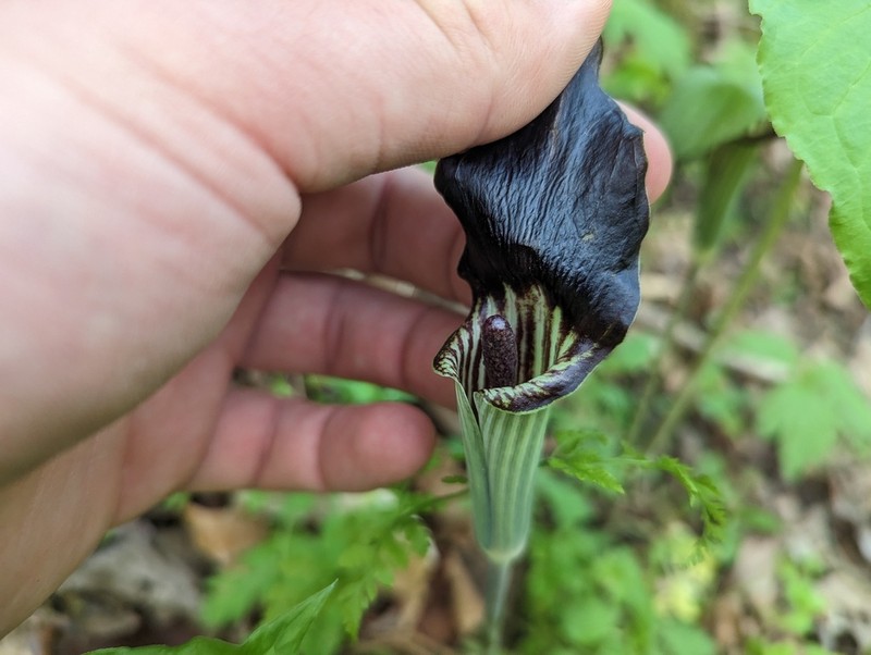 Arisaema pusillum photo 2