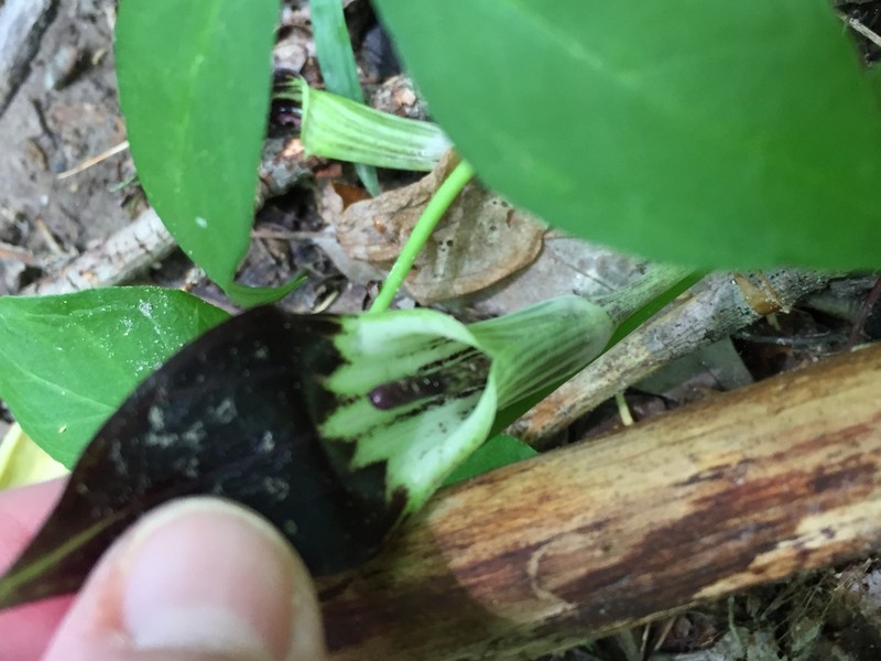 Arisaema pusillum photo 3