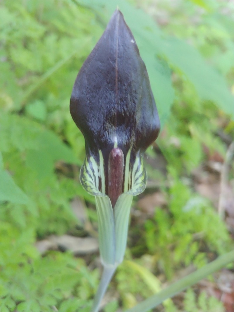 Arisaema pusillum photo 4