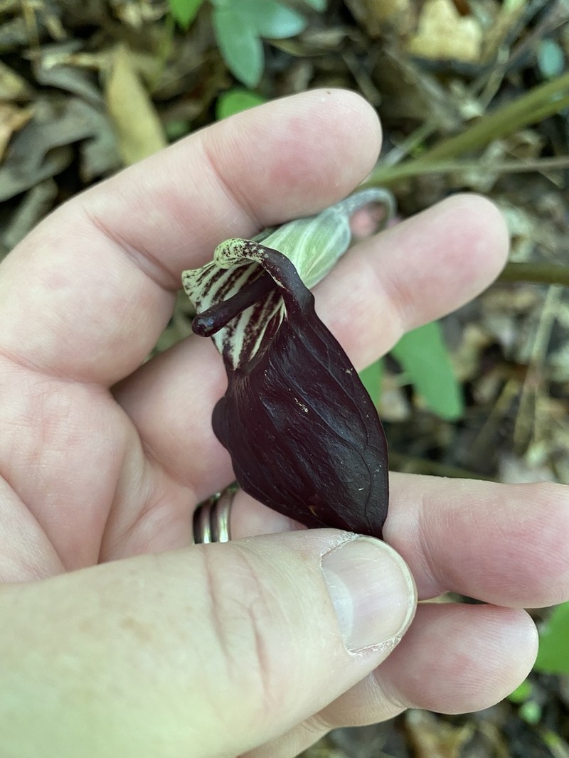 Arisaema pusillum photo 5